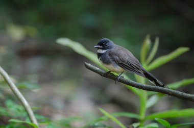 Malezya alaca Fantail(Rhipidura javanica) doğada