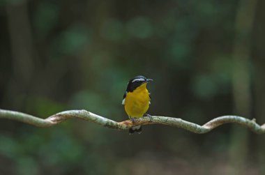Sarı sağrılı sinekkapan (Ficedula zanthopygia) doğada