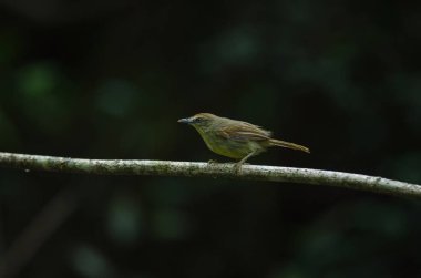 PIN-çizgili baştankara yedikardeşi ormandaki Tayland