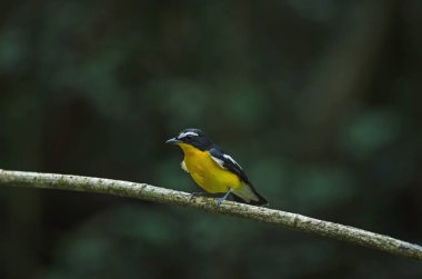 Sarı sağrılı sinekkapan (Ficedula zanthopygia) doğada