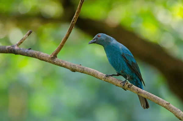 Feminino Asiático Fada Bluebird (Irena puella  ) — Fotografia de Stock