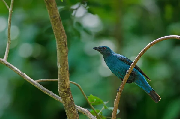 Hada asiática hembra Bluebird (Irena puella  ) — Foto de Stock