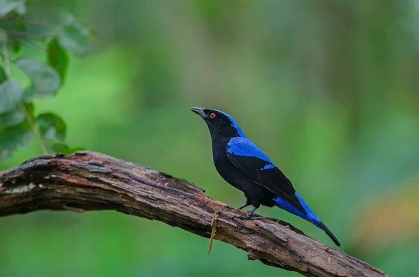 stock image Asian fairy-bluebird (Irena puella) resting on a branch