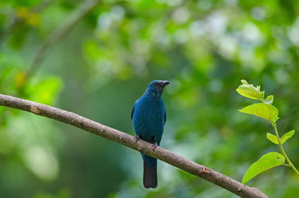 Feminino Asiático Fada Bluebird (Irena puella  ) — Fotografia de Stock