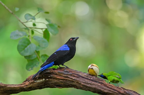 Pájaro azul asiático (Irena puella) descansando sobre una rama —  Fotos de Stock