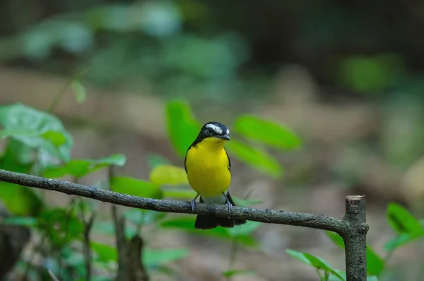 Žlutá zpěvavý flycatcher (Ficedula zanthopygia) v přírodě — Stock fotografie