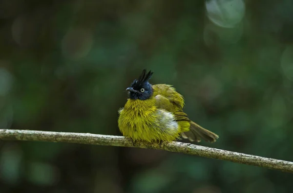 Svart-crested bulbul uppflugna på gren — Stockfoto