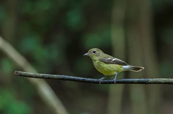 Žlutá zpěvavý flycatcher (Ficedula zanthopygia) v přírodě — Stock fotografie