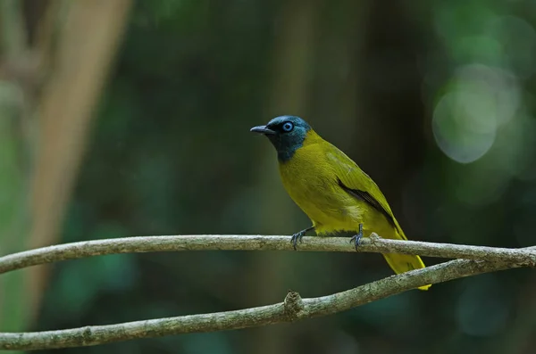 Bulbul de cabeça preta, Pycnonotus atriceps — Fotografia de Stock