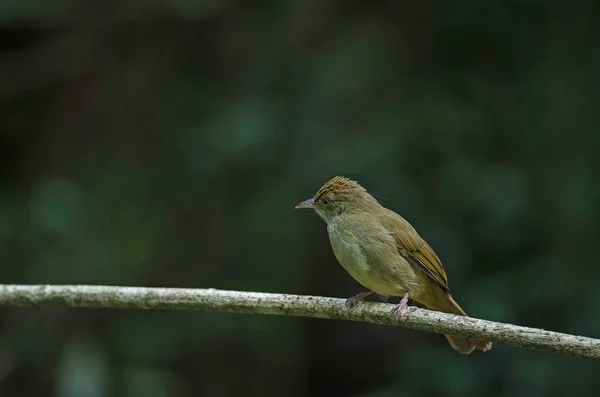 Bulbul aux yeux gris (Iole propinqua) sur l'arbre — Photo