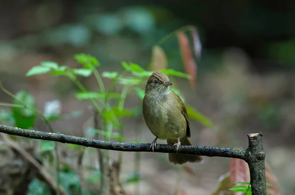 Grey-eyed Bulbul (Iole propinqua) di pohon — Stok Foto