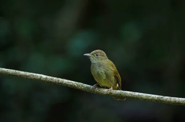 Grauäugige bulbul (iole propinqua) auf Baum — Stockfoto