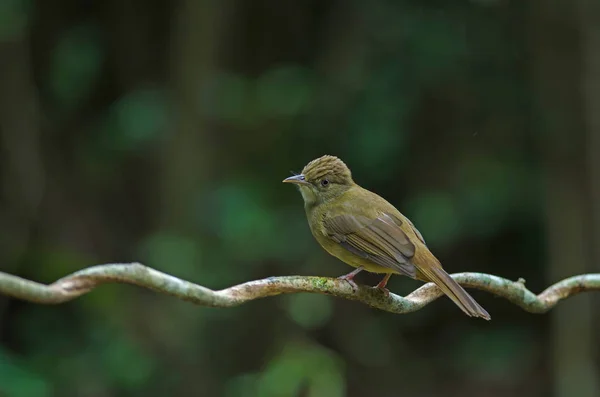 Γκρι-eyed Bulbul (Ιόλη propinqua) στο δέντρο — Φωτογραφία Αρχείου