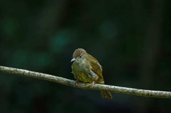 Grauäugige bulbul (iole propinqua) auf Baum — Stockfoto