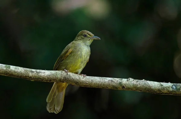 Šedýma očima Bulbul (Iole propinqua) na stromě — Stock fotografie