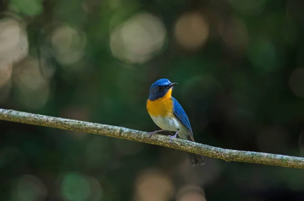 Tickell van blauw-vliegenvanger zitstokken op een tak — Stockfoto