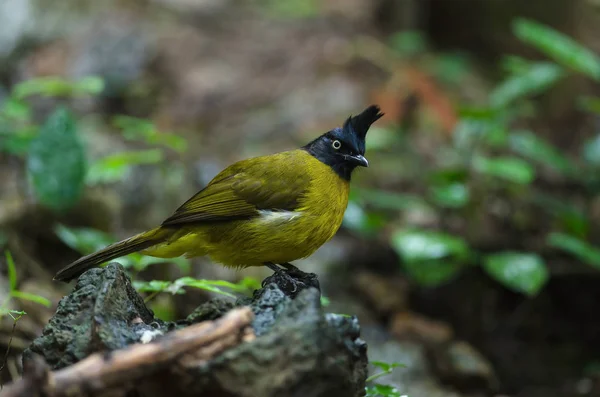 Black-crested bulbul perched on branch — Stock Photo, Image