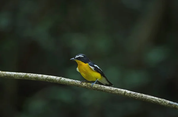 Atrapamoscas de cola amarilla (Ficedula zanthopygia) en la naturaleza — Foto de Stock