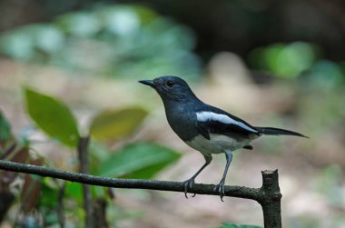 Oryantal magpie robin şube (Copsychus saularis)