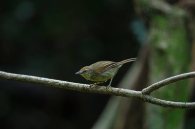 PIN-çizgili baştankara yedikardeşi ormandaki Tayland