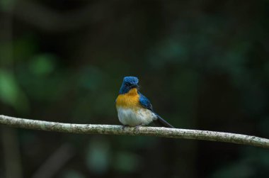 Tickell'ın mavi bir dalda tıraşlama sinekkapan