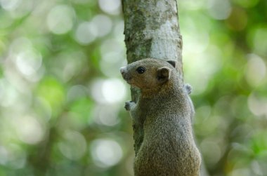 Gri karınlı sincap ormandaki