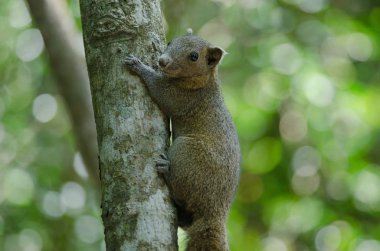 Gri karınlı sincap ormandaki