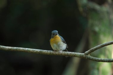 Tickell'ın mavi bir dalda tıraşlama sinekkapan