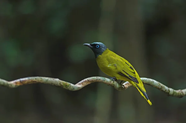 Bulbul dalla testa nera, Pycnonotus atriceps — Foto Stock