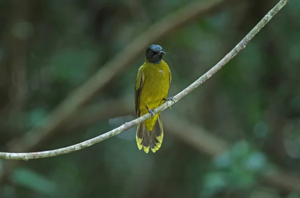 Schwarzkopf-Bulbul, Pycnonotus atriceps — Stockfoto