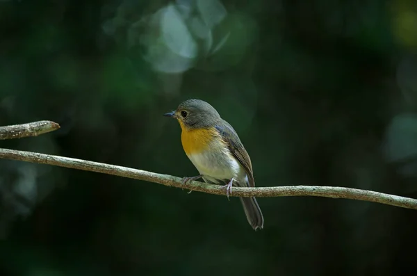 Tickell 's blue-flycatcher hockt auf einem Ast — Stockfoto