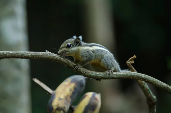 Esquilo listrado do Himalaia ou esquilo listrado birmanês — Fotografia de Stock