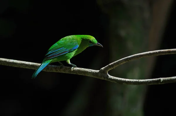 Pássaro-de-folhas-alado-azul na árvore — Fotografia de Stock