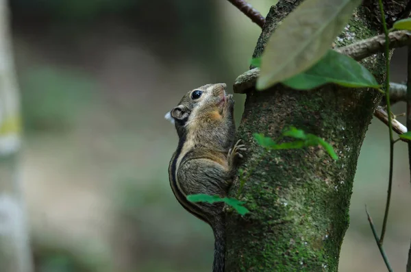 Esquilo listrado do Himalaia ou esquilo listrado birmanês — Fotografia de Stock