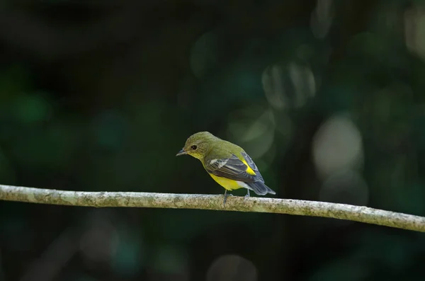 Acchiappamosche gialle (Ficedula zanthopygia) in natura — Foto Stock