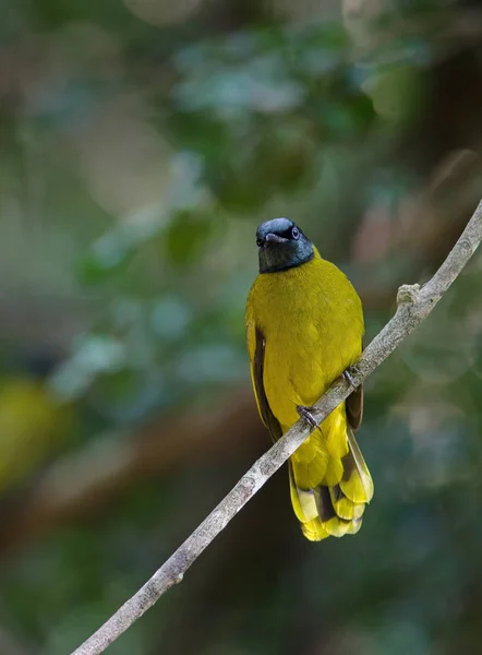 Black-headed Bulbul, Pycnonotus atriceps — Stock Photo, Image