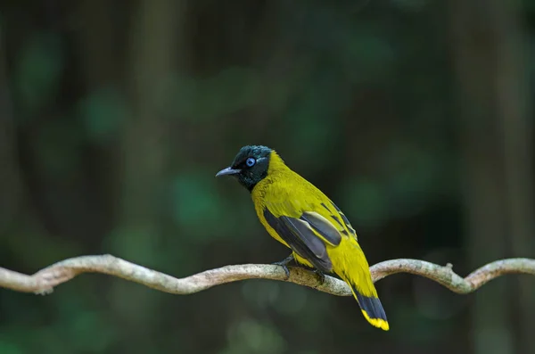 Svarthuvad Bulbul, Pycnonotus atriceps — Stockfoto