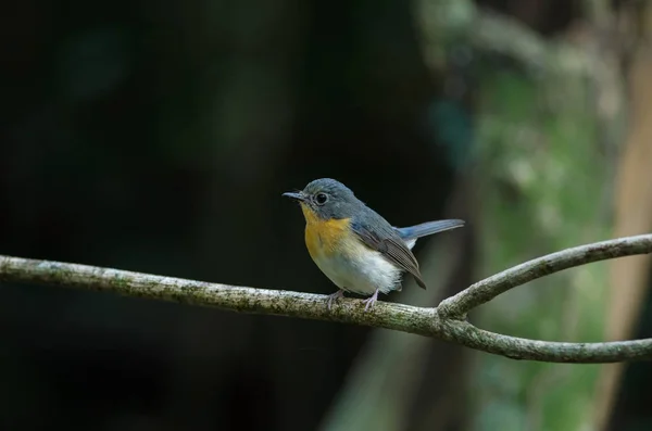 Tickell's blue-flycatcher perching on a branch — Stock Photo, Image