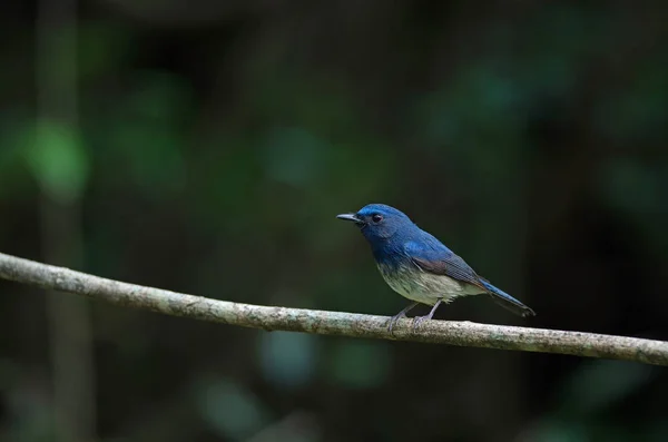Apanhador de moscas azul de Hainan (Cyornis hainanus ) — Fotografia de Stock