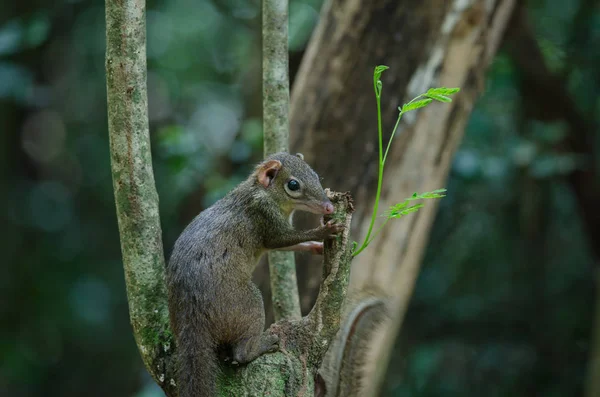 Κοινή treeshrew ή νότιο treeshrew — Φωτογραφία Αρχείου