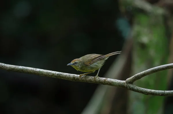 Pin-striped Tit Babbler nella foresta Thailandia — Foto Stock