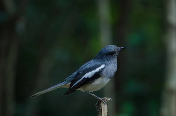 Orientální Straka robin (Copsychus saularis) na větvi — Stock fotografie