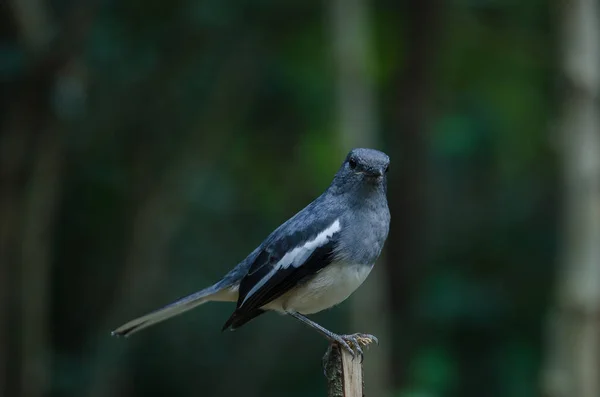 Urraca oriental robin (Copsychus saularis) en rama — Foto de Stock