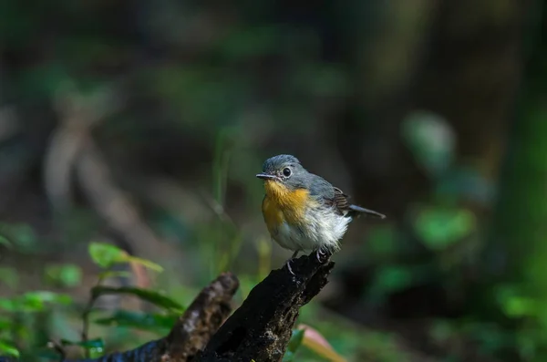 Tickell 's blue-flycatcher hockt auf einem Ast — Stockfoto