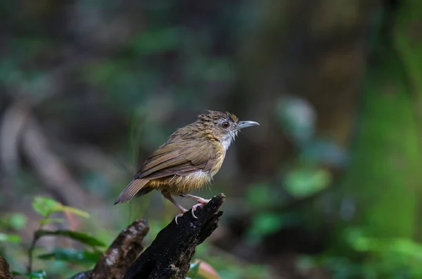 Brown-kinder Fulvetta, grå-eyed Fulvetta — Stockfoto