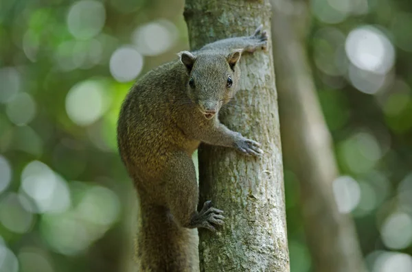 Ardilla de vientre gris en el bosque —  Fotos de Stock