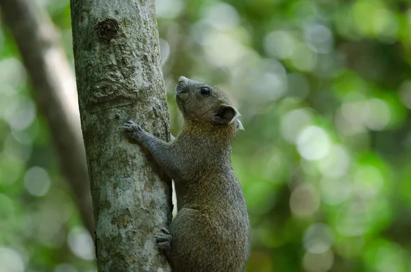 Grå-bellied ekorren i skogen — Stockfoto