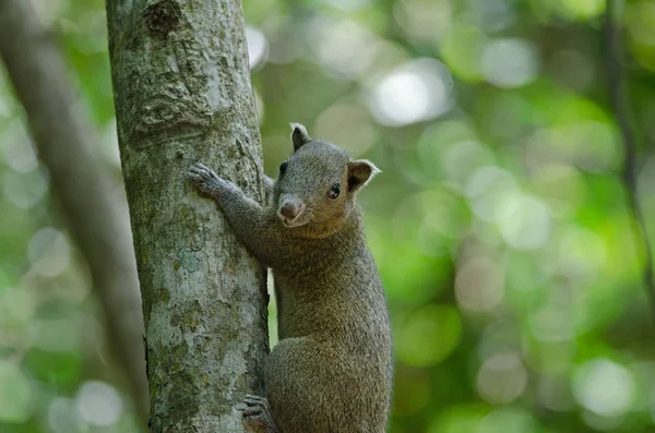 Сіроплетена білка в лісі — стокове фото