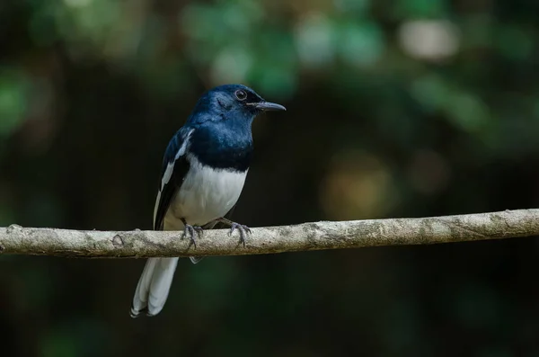 Oosterse ekster robin (Copsychus saularis) op tak — Stockfoto