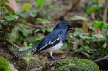 Oryantal magpie robin şube (Copsychus saularis)
